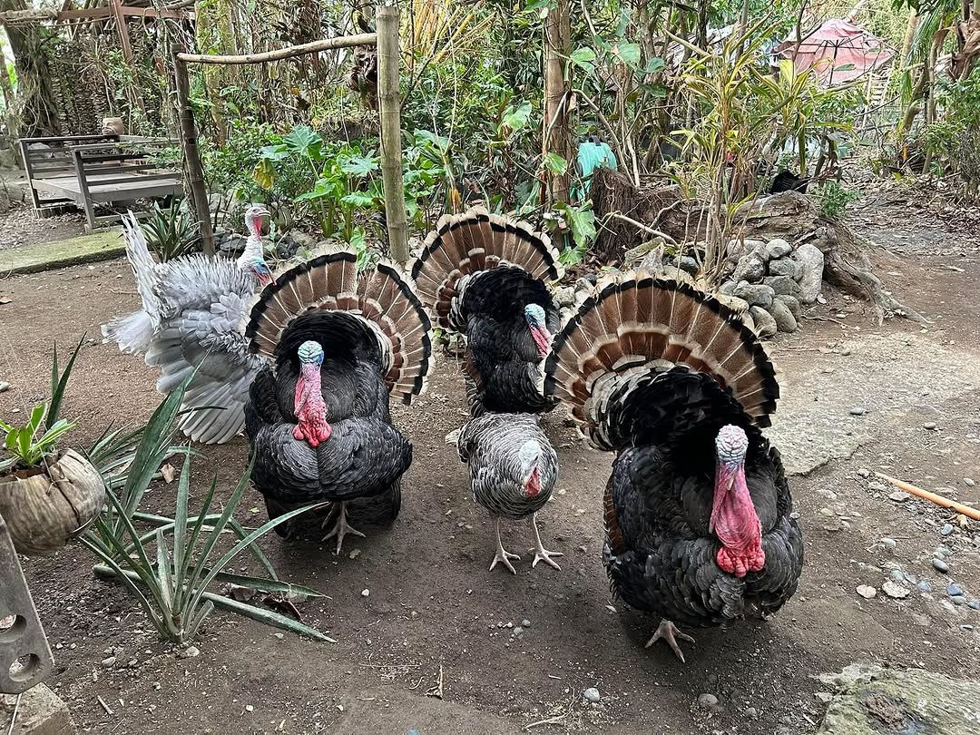 Turkey family at Kapusod